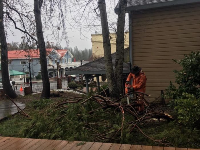 Small Tree Removal for Fire Safety<br> 