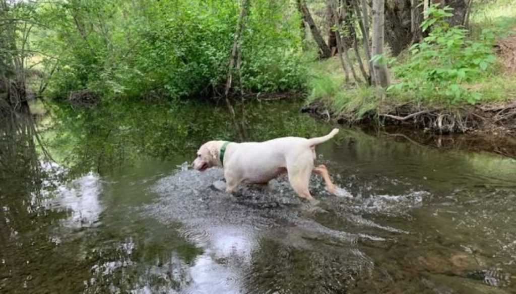 Marley in water